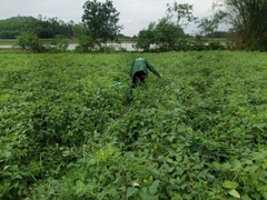 Đỗ xanh nguyên hạt