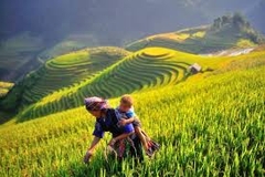 HÀ NỘI _MÙ  CANG  CHẢI _ KHAU  BẠ  _ TÚ  LỆ  _ HẠ  NÔI