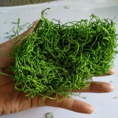 Rêu cỏ sợi, bột rêu  giả làm mô hình , trang trí bon sai, tiểu cảnh