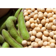 100-500g HẠT ĐẬU NÀNH THUẦN CHỦNG HỮU CƠ TỰ NHIÊN ORGANIC không biến đổi gen NON GMO canh tác thuận tự nhiên làm