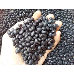 100-500G ĐỖ ĐEN - ĐẬU ĐEN XANH LÒNG THUẦN CHỦNG MỘC CHƯA RANG