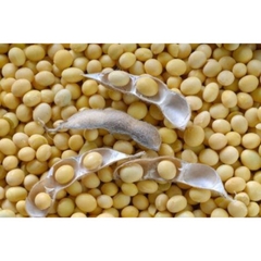 100-500g HẠT ĐẬU NÀNH THUẦN CHỦNG HỮU CƠ TỰ NHIÊN ORGANIC không biến đổi gen NON GMO canh tác thuận tự nhiên làm