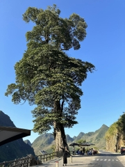 Hà Giang - Sông Nho Quế - Du Già 3N4D - Tour xe máy 1 (2 khách tự đi 1 xe máy riêng)