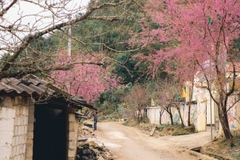 Hà Giang - sông Nho Quế 2 ngày 3 đêm (Mùng 2, 3, 4 Tết)