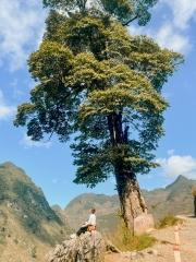 Hà Giang - Sông Nho Quế 2N3D - Tour xe máy (1 khách tự đi 1 xe máy riêng)