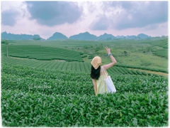 Mộc Châu - Cầu Kính Bạch Long 2 ngày 1 đêm (KS 2*)
