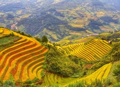 MÙ CANG CHẢI - ĐÈO KHAU PHẠ - TÚ LỆ - TRẠM TẤU (3 ngày 2 đêm khách sạn)