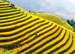 MÙ CANG CHẢI - ĐÈO KHAU PHẠ - TÚ LỆ - TRẠM TẤU (3 ngày 2 đêm khách sạn)