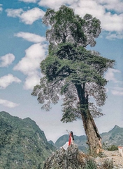 Hà Giang - Sông Nho Quế  - Khuổi Mi 3N4D - Tour xe máy 3 (1 khách tự đi 1 xe máy riêng)