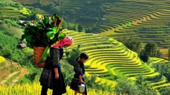 Sapa - Cát Cát - Fansipan 2N1D (Khách sạn Freesia 3.5*)