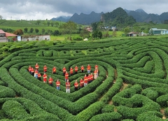 [ MAI - MỘC - TÀ XÙA ] Mộc Châu - Cầu Kính Bạch Long 2N1D (Khách sạn 3 Sao)