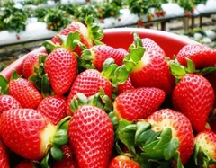 TOUR 4 - TOUR CHINH PHỤC ĐỈNH LANGBIANG  THÁC DATANLA  CRAZY HOUSE