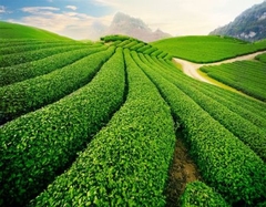 TOUR 1  - TOUR SĂN MÂY ĐÓN BÌNH MINH ĐÀ LẠT