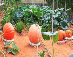 TOUR 4 - TOUR CHINH PHỤC ĐỈNH LANGBIANG  THÁC DATANLA  CRAZY HOUSE