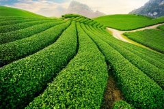 TOUR 1  - TOUR SĂN MÂY ĐÓN BÌNH MINH ĐÀ LẠT