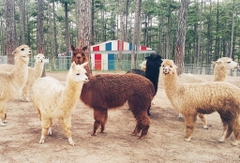 TOUR 4 - TOUR THAM QUAN SỞ THÚ ZOODOO ĐÀ LẠT.