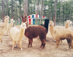 TOUR 4 - TOUR THAM QUAN SỞ THÚ ZOODOO ĐÀ LẠT.