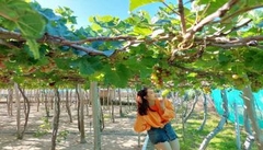TOUR HANG RÁI VĨNH HY – THIÊN ĐƯỜNG SỐNG ẢO ( Giảm Ngay 15% )