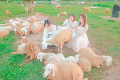 TOUR 3 NGÀY 2 ĐÊM - KHÁM PHÁ TP BIỂN NHA TRANG ( Giảm Ngay 20% , Hành Trình Hấp Dẫn Khám Phá Hang Rái Vườn Nho - Vịnh Nha Trang)