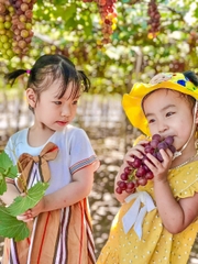 TOUR HANG RÁI VĨNH HY – THIÊN ĐƯỜNG SỐNG ẢO ( Giảm Ngay 15% )