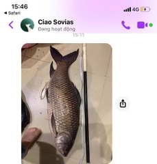 Cần câu Fuyanshan Khổng Minh