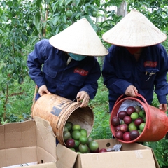 [𝐊𝐞̀𝐦 𝐐𝐮𝐚̀] 5kg Chanh dây tươi, chanh leo hái tại vườn Buôn Hồ, Daklak, hàng tuyển chọn