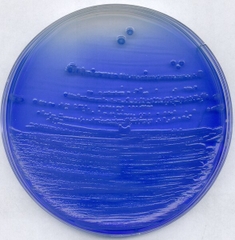 China-blue lactose agar for microbiology (500g/chai)