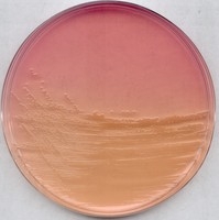 ENDO agar for microbiology 500g Merck