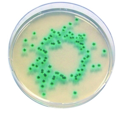 Enterobacter Sakazakii Agar for microbiology Chromocult® 500g
