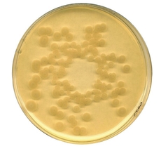 Tryptic Soy (CASO) broth irradiated Caseinpeptone soymeal-peptone broth USP for microbiology 5kg