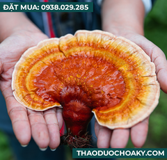 Viên nang Nấm linh chi