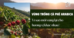 Vùng trồng cà phê Arabica: Vì sao mỗi vùng lại cho hương vị khác nhau?