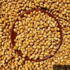 Đậu nành sấy giòn