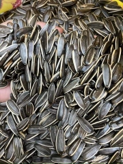 Hạt hướng dương