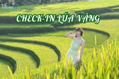 Check-in 5 cánh đồng lúa chín vàng đẹp nhất Việt Nam