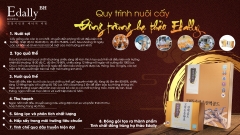 Tinh Chất Đông Trùng Hạ Thảo Edally (Hwa Pyung Sam Korean Dong Chung Ha Cho Extract Gold)