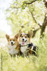 Tranh Đơn Dọc Treo Tường Tráng gương/Canvas Chú Chó Corgi Đáng Yêu