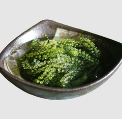 Rong nho tách nước