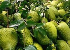 Mãng Cầu Xiêm (Mua sỉ theo tấn)