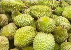 Sầu Riêng Cơm Ri 6 (Mua sỉ theo tấn)