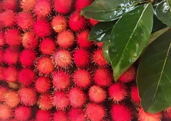 Chôm Chôm Thái (Mua sỉ theo tấn)