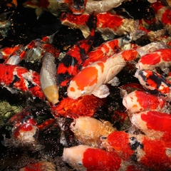 Thức ăn cá Koi - JBL ProPond All Season