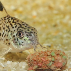 Thức ăn cá cảnh - JBL NovoTab