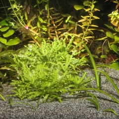 Nền trồng cây thủy sinh - JBL Sansibar Grey 5kg