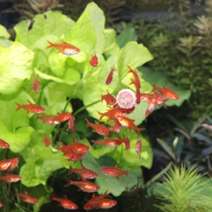 Thức ăn cá cảnh - JBL PRONOVO TAB