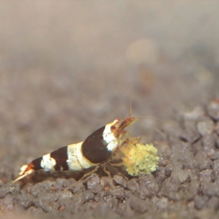 Thức ăn tép cảnh - JBL PRONOVO SHRIMPS GRANO