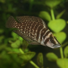 Thức ăn dành cho cá Cichlid Malawi - JBL PRONOVO MALAWI GRANO M