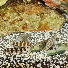 Thức ăn cá cảnh - JBL PRONOVO BOTIA TAB