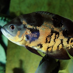 Thức ăn cá cảnh - JBL PRONOVO CICHLID GRANO