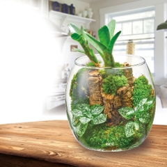 Hồ cá tiểu cảnh thủy tinh - Gex Glass Aqua Drop